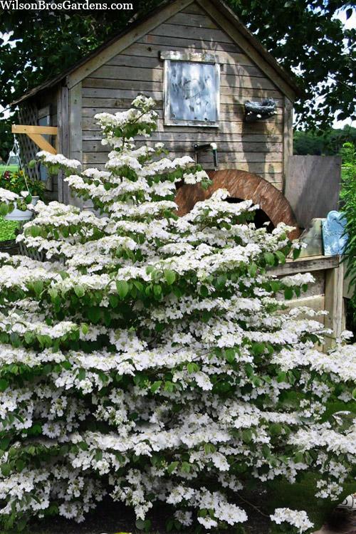 Viburnum Plicatum Var  Tomentosum 'mariesii' - View 6 from www redcrocus com