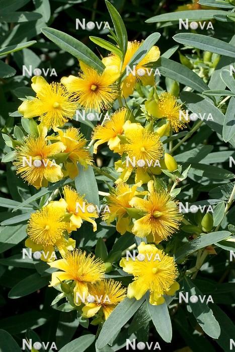 Hypericum Patulum Sungold - View 10 from www redcrocus com
