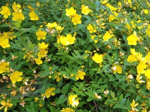 Hypericum Patulum Sungold - View 13 from www redcrocus com