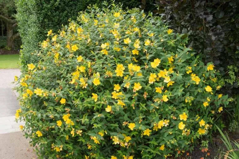 Hypericum Patulum Sungold - View 14 from www redcrocus com
