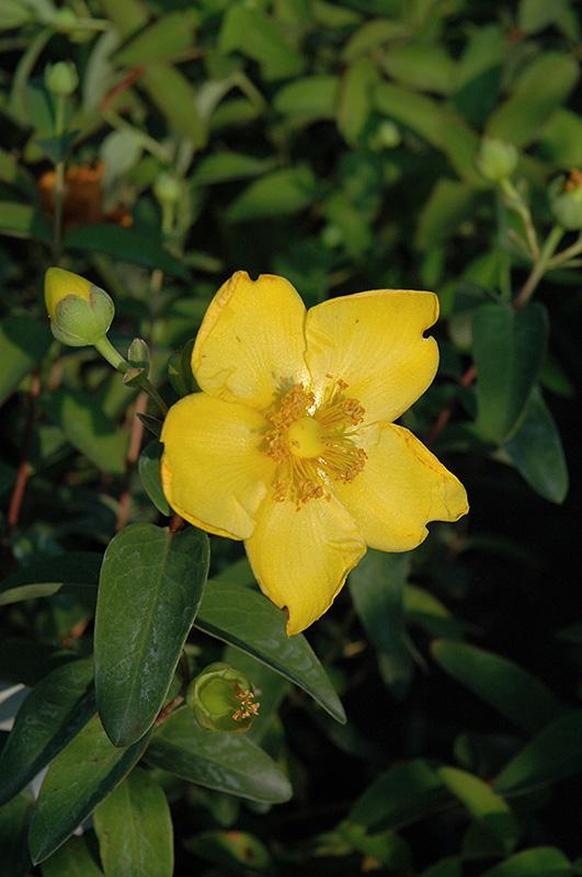 Hypericum Patulum Sungold - View 1 from www redcrocus com