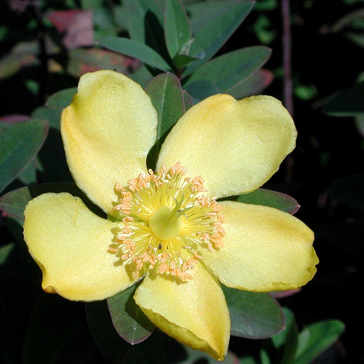 Hypericum Patulum Sungold - View 3 from www redcrocus com