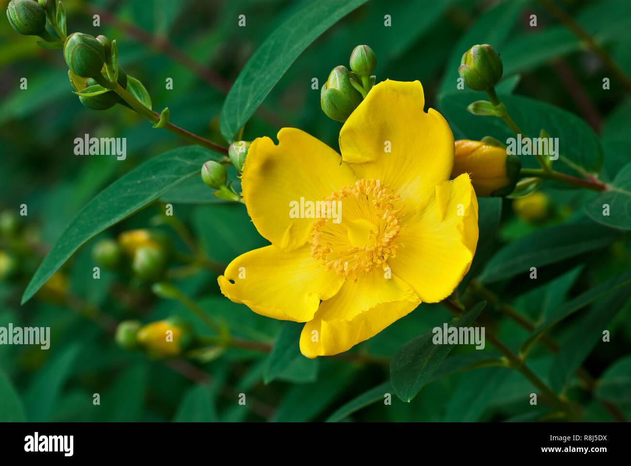 Hypericum Patulum Sungold - View 4 from www redcrocus com