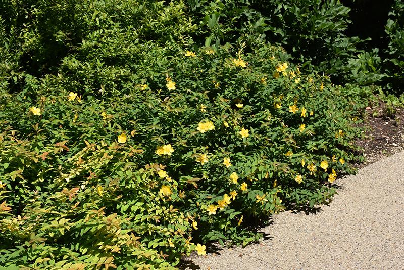 Hypericum Patulum Sungold - View 5 from www redcrocus com