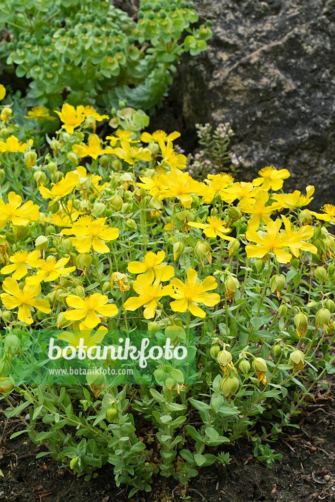 Hypericum Patulum Sungold - View 6 from www redcrocus com