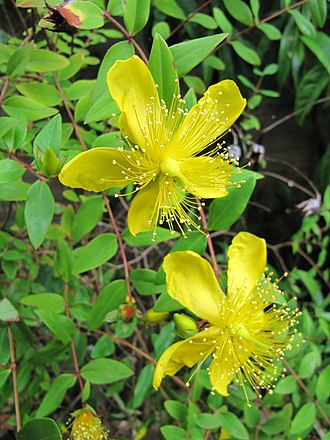 Hypericum Patulum Sungold - View 7 from www redcrocus com