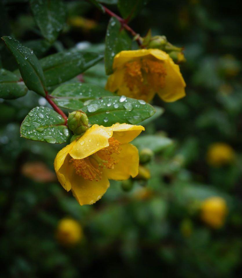 Hypericum Patulum Sungold - View 8 from www redcrocus com