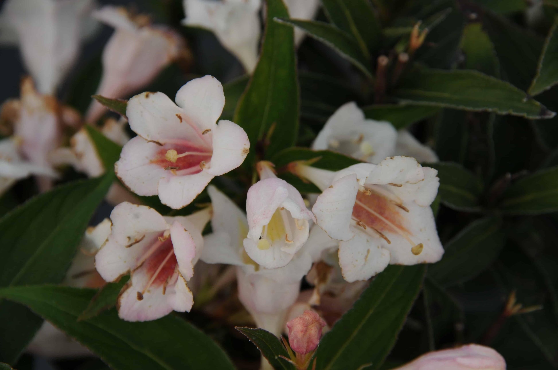 Weigela Florida 'sonic Bloom Pearl' - View 11 from www redcrocus com
