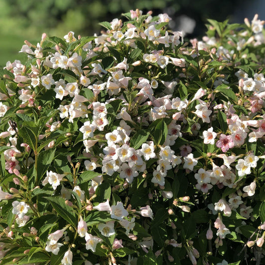 Weigela Florida 'sonic Bloom Pearl' - View 1 from www redcrocus com