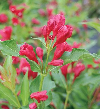 Weigela Florida Sonic Bloom Pink - View 10 from www redcrocus com