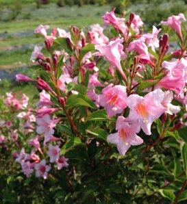 Weigela Florida Sonic Bloom Pink - View 12 from www redcrocus com