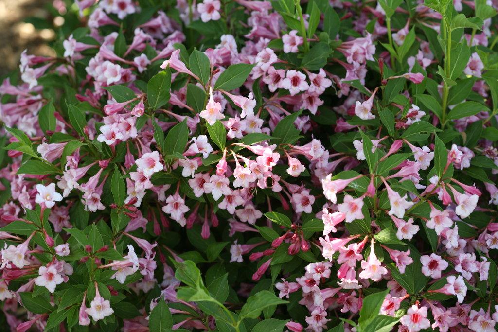 Weigela Florida Sonic Bloom Pink - View 13 from www redcrocus com