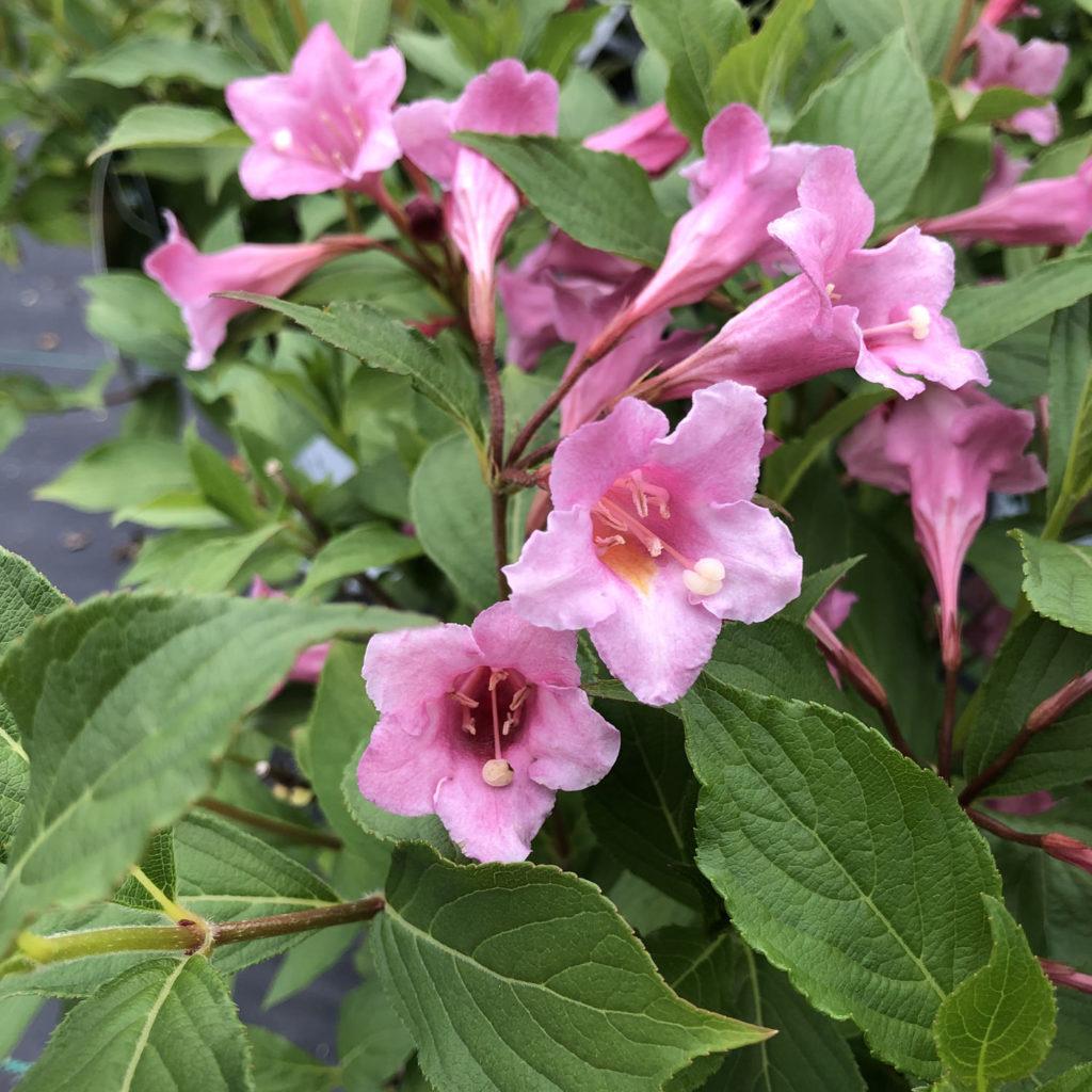 Weigela Florida Sonic Bloom Pink - View 14 from www redcrocus com