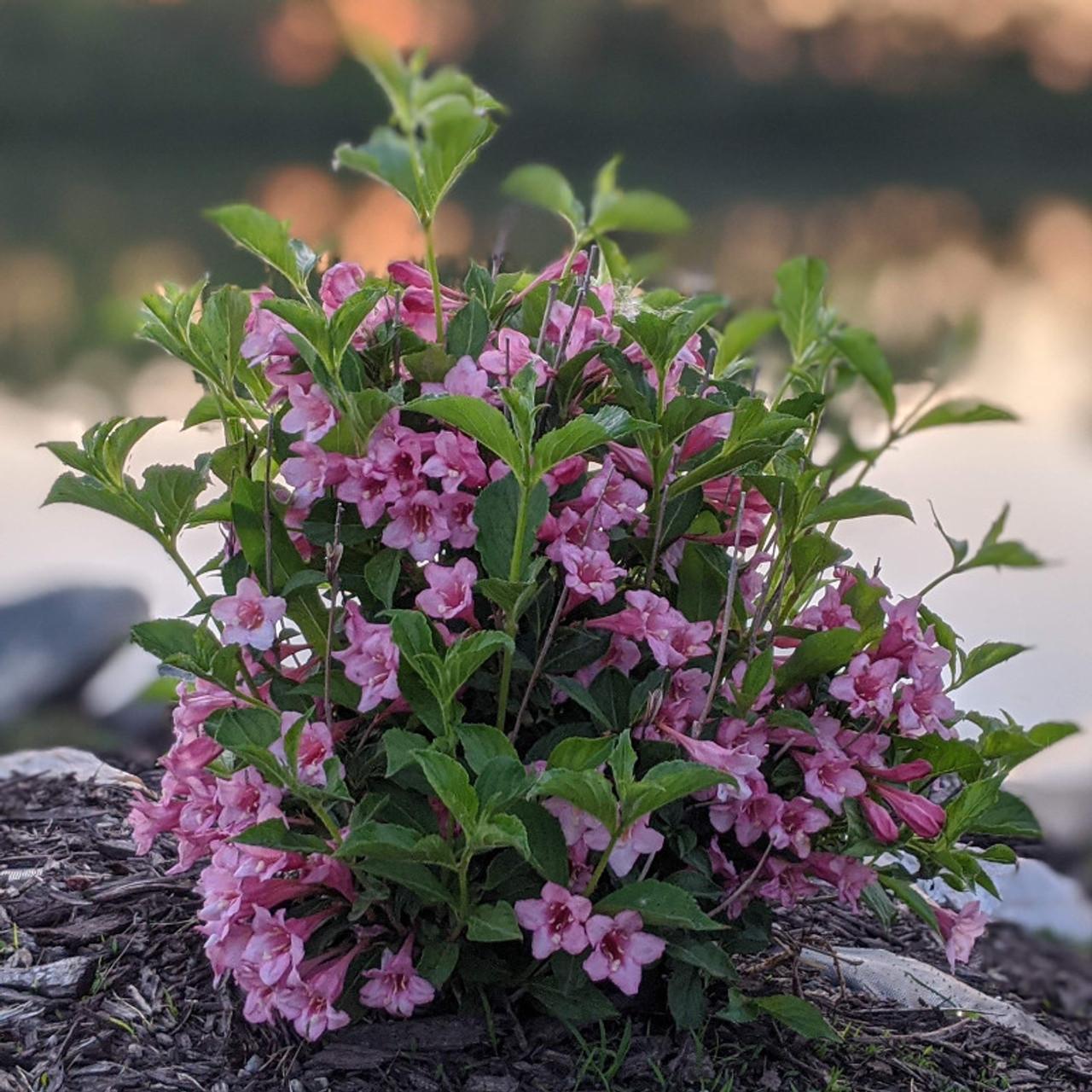 Weigela Florida Sonic Bloom Pink - View 15 from www redcrocus com