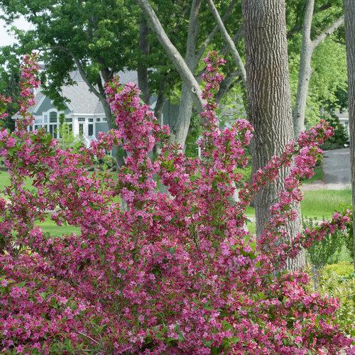 Weigela Florida Sonic Bloom Pink - View 16 from www redcrocus com