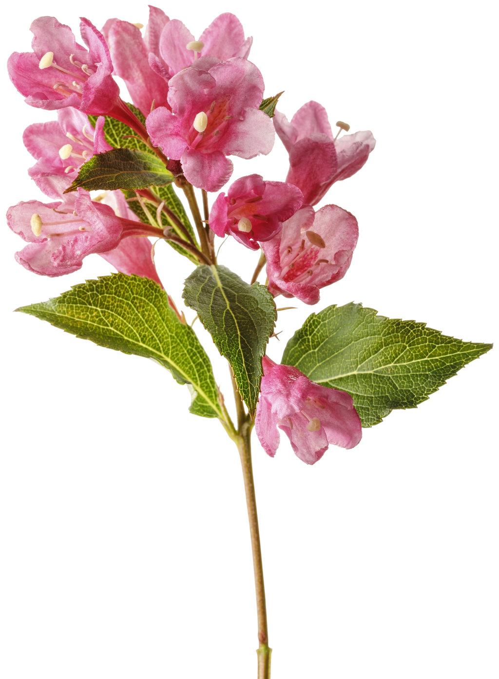 Weigela Florida Sonic Bloom Pink - View 17 from www redcrocus com