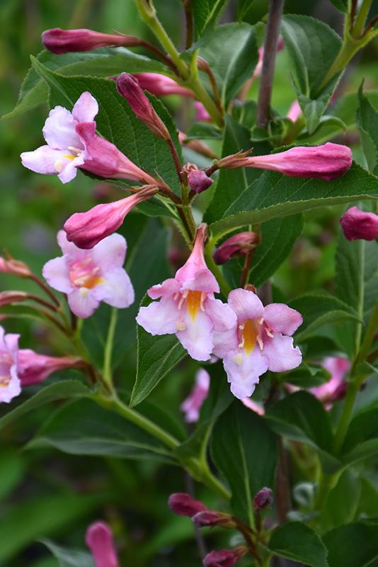 Weigela Florida Sonic Bloom Pink - View 18 from www redcrocus com