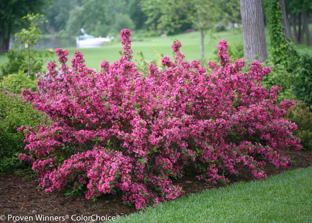 Weigela Florida Sonic Bloom Pink - View 1 from www redcrocus com