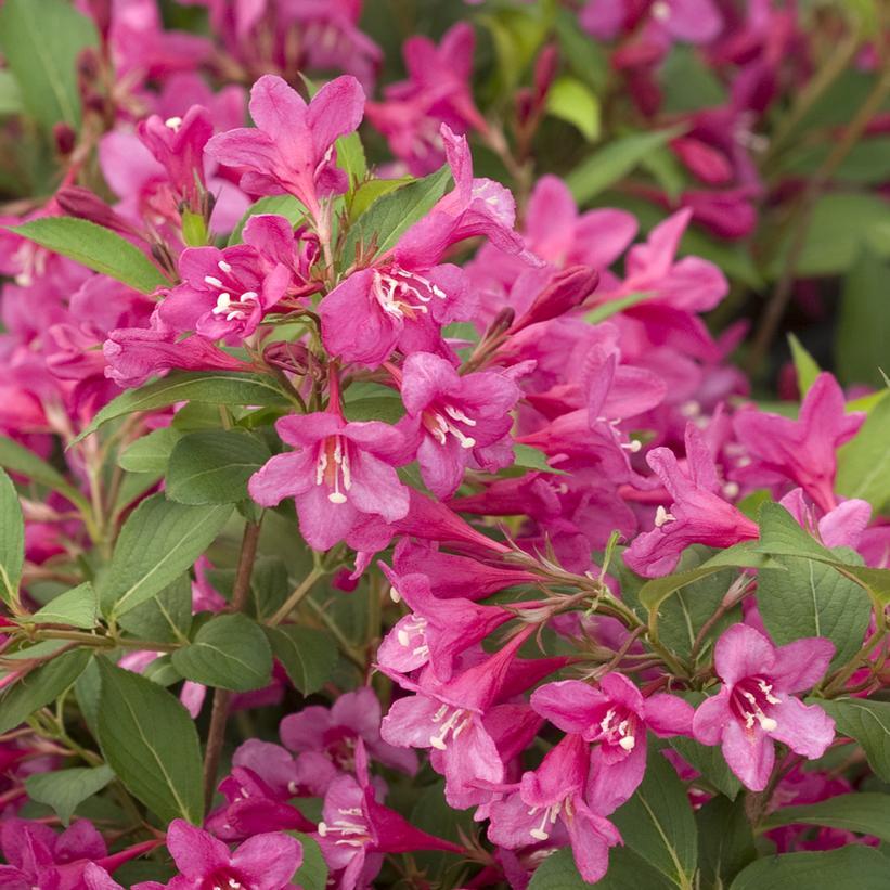 Weigela Florida Sonic Bloom Pink - View 20 from www redcrocus com
