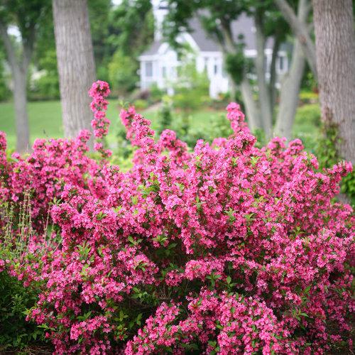 Weigela Florida Sonic Bloom Pink - View 2 from www redcrocus com