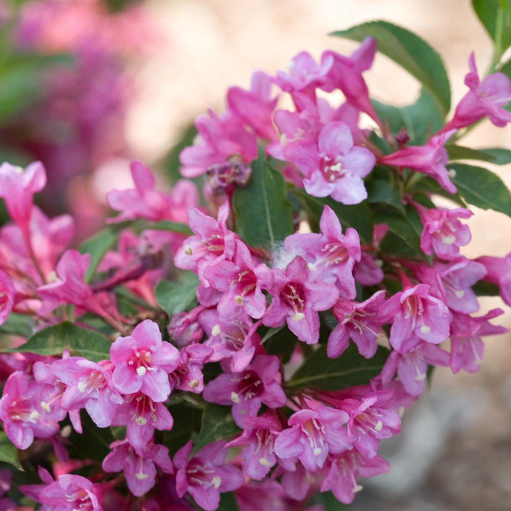 Weigela Florida Sonic Bloom Pink - View 3 from www redcrocus com