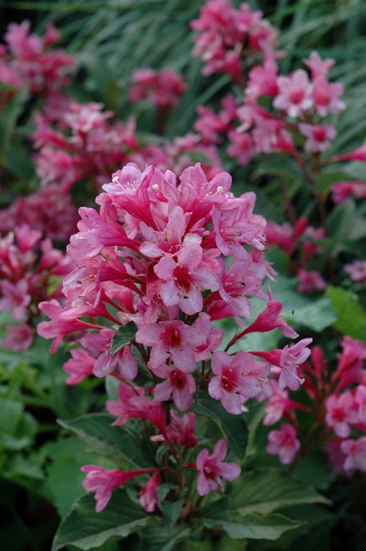 Weigela Florida Sonic Bloom Pink - View 4 from www redcrocus com