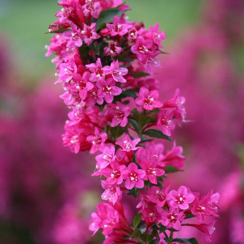 Weigela Florida Sonic Bloom Pink - View 6 from www redcrocus com