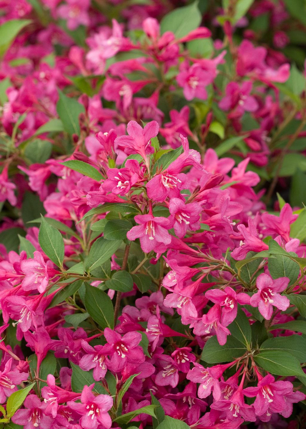 Weigela Florida Sonic Bloom Pink - View 7 from www redcrocus com