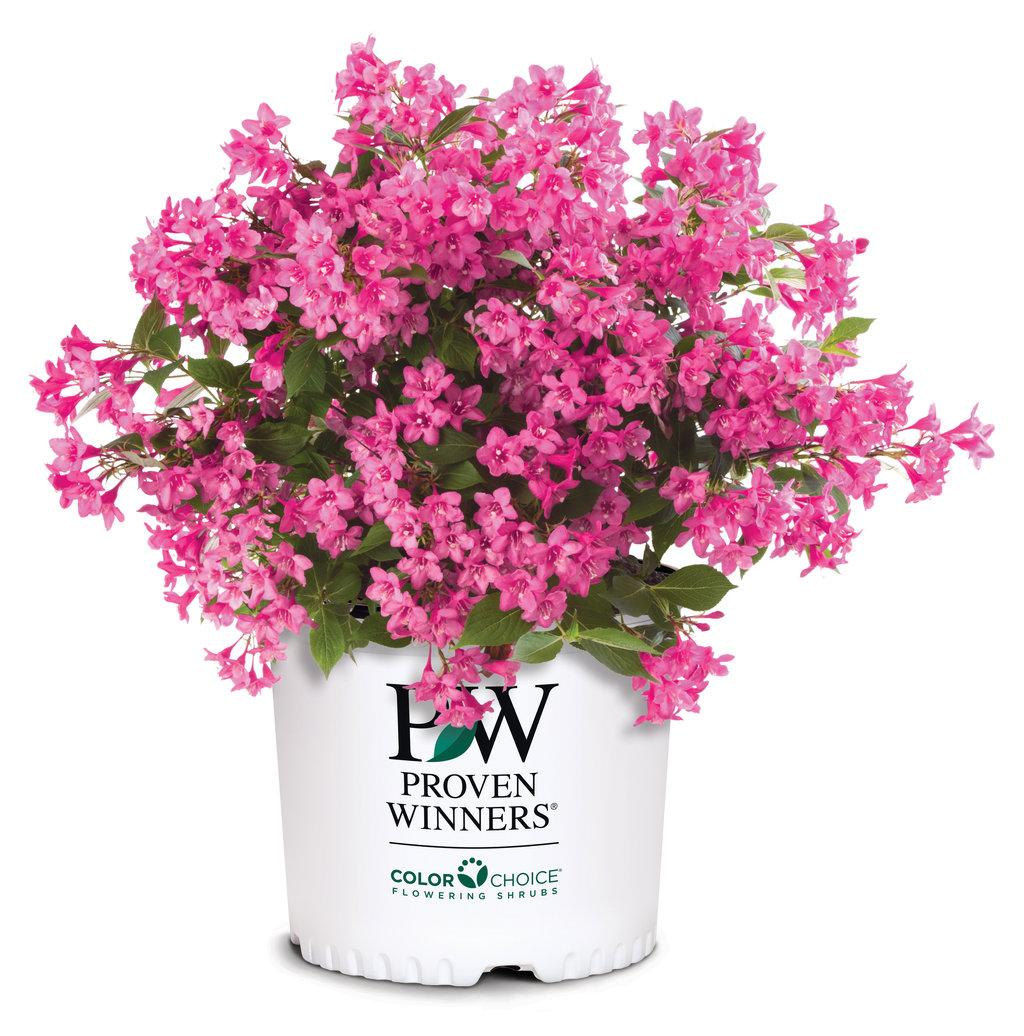 Weigela Florida Sonic Bloom Pink - View 8 from www redcrocus com