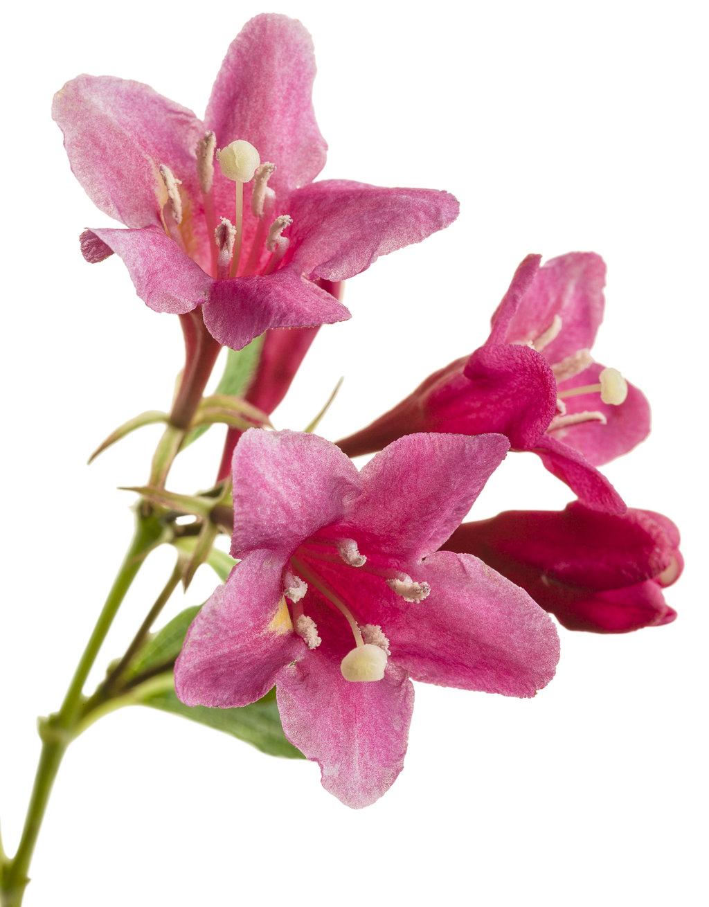 Weigela Florida Sonic Bloom Pink - View 9 from www redcrocus com