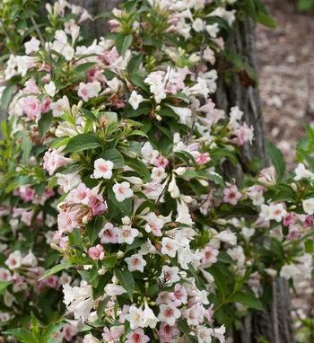 Weigela Florida Sonic Bloom Red - View 10 from www redcrocus com