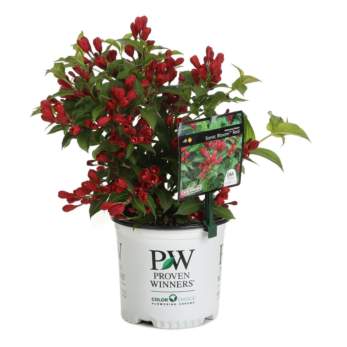 Weigela Florida Sonic Bloom Red - View 12 from www redcrocus com