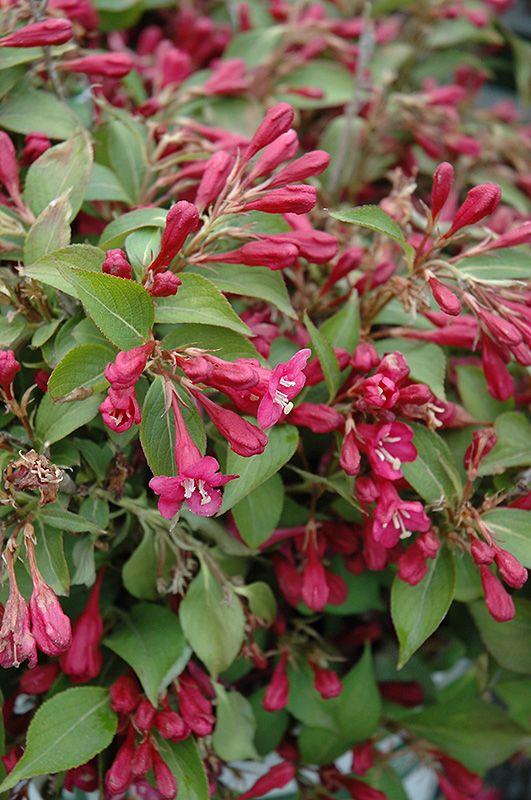 Weigela Florida Sonic Bloom Red - View 13 from www redcrocus com