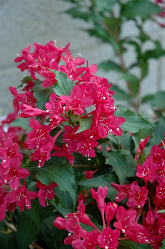 Weigela Florida Sonic Bloom Red - View 14 from www redcrocus com