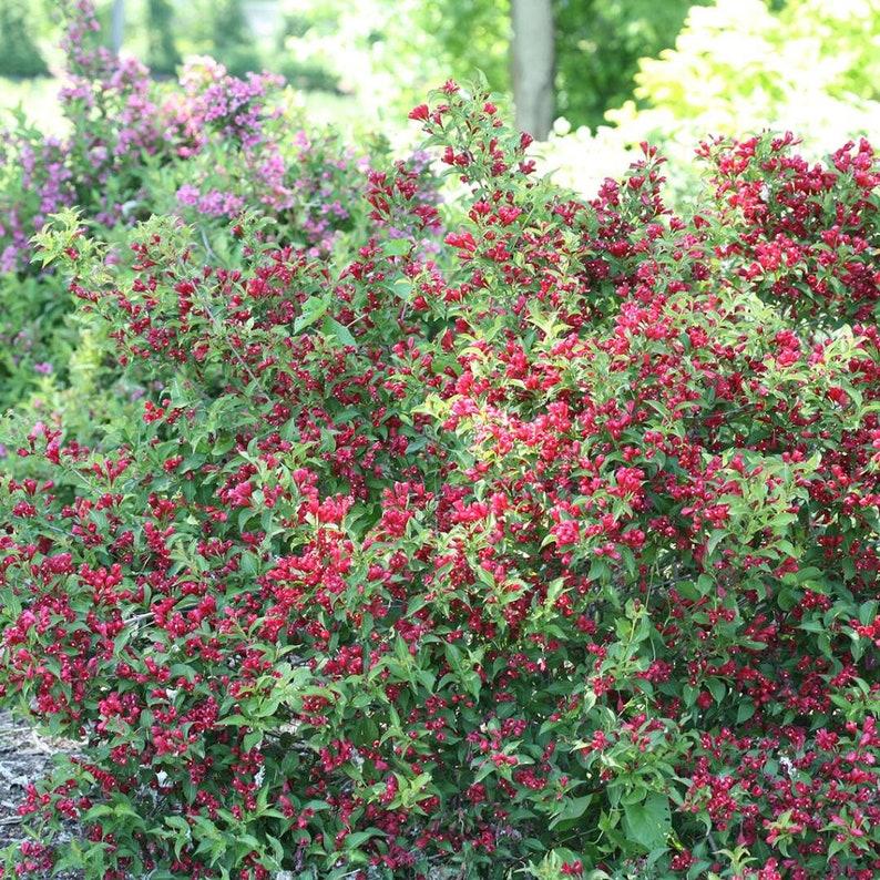 Weigela Florida Sonic Bloom Red - View 15 from www redcrocus com