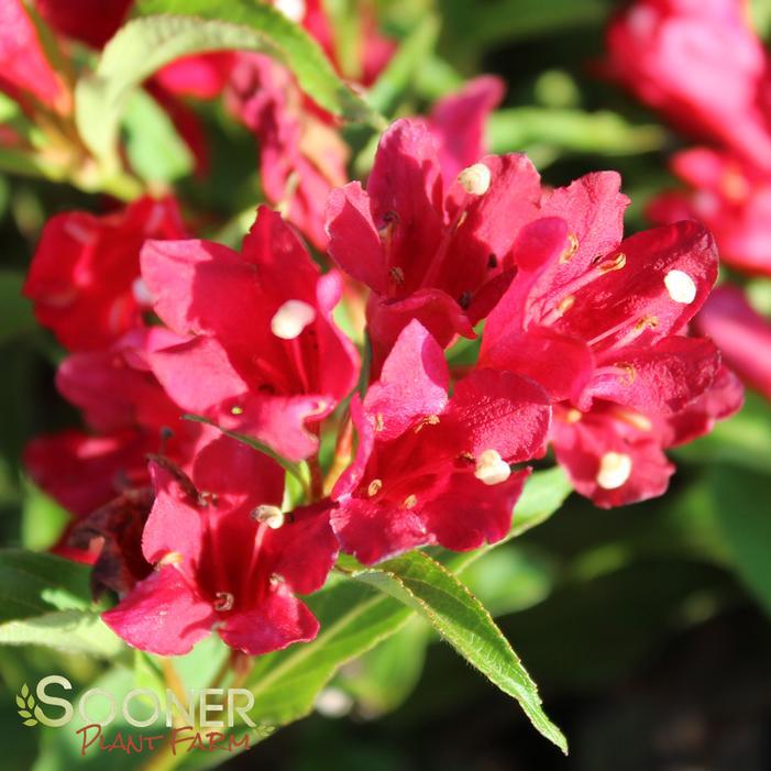 Weigela Florida Sonic Bloom Red - View 16 from www redcrocus com