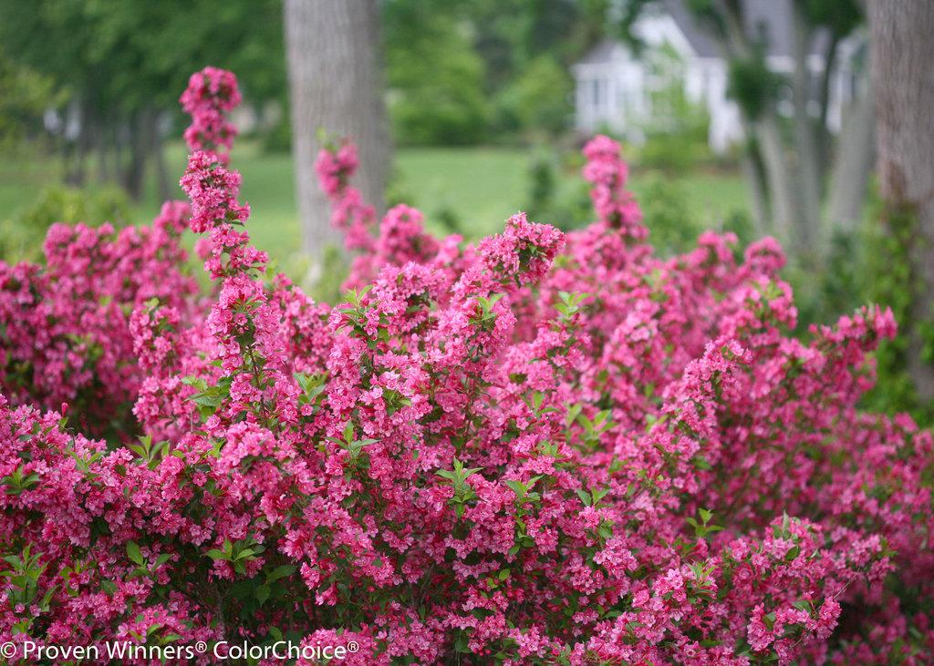 Weigela Florida Sonic Bloom Red - View 17 from www redcrocus com