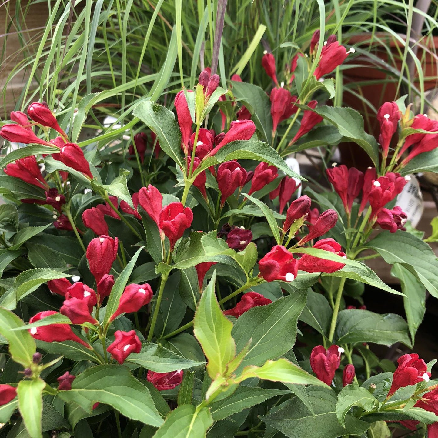 Weigela Florida Sonic Bloom Red - View 18 from www redcrocus com