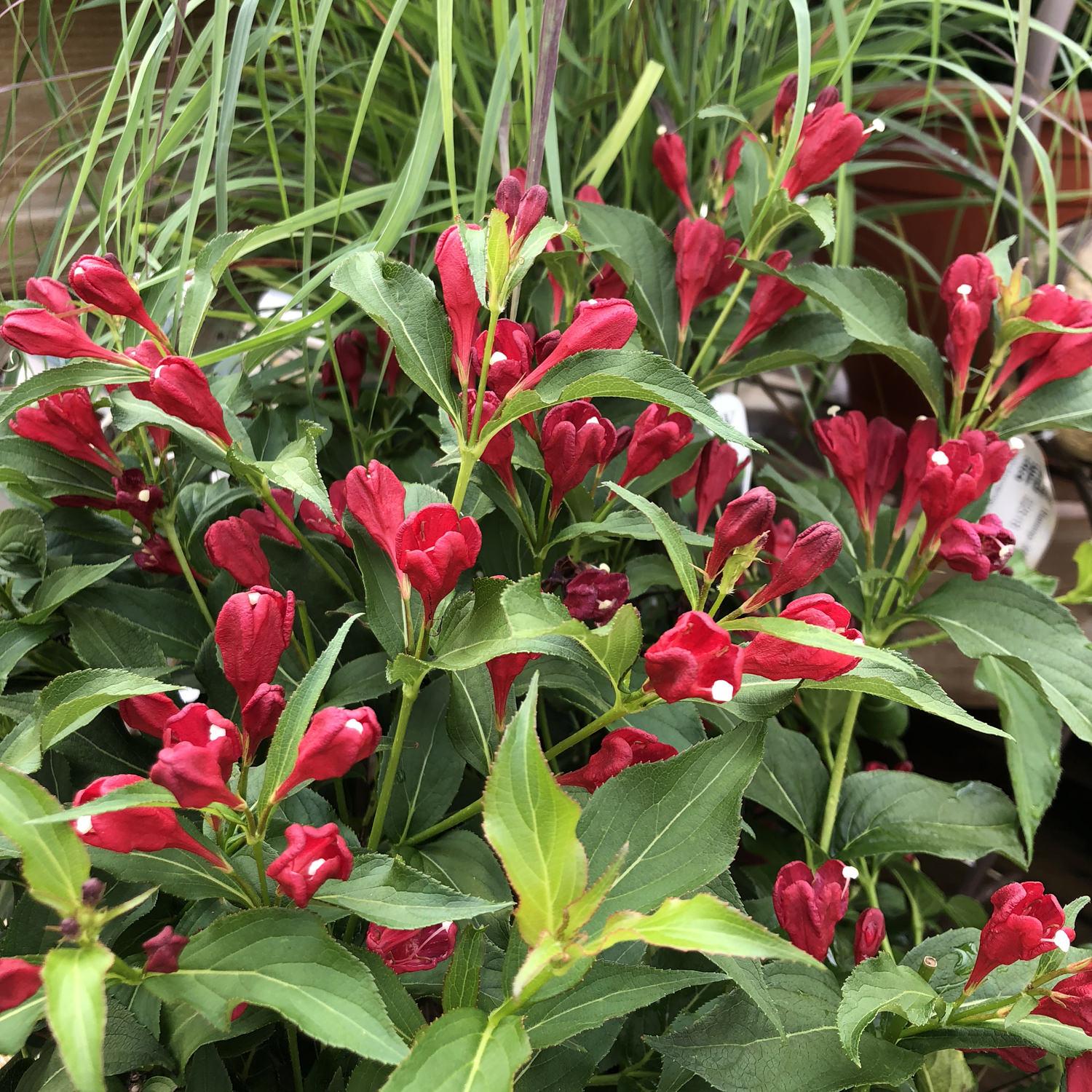 Weigela Florida Sonic Bloom Red - View 18 from www redcrocus com
