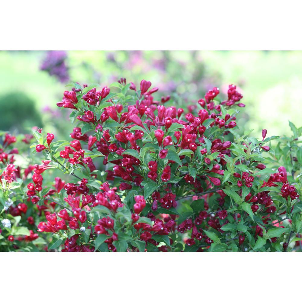 Weigela Florida Sonic Bloom Red - View 1 from www redcrocus com