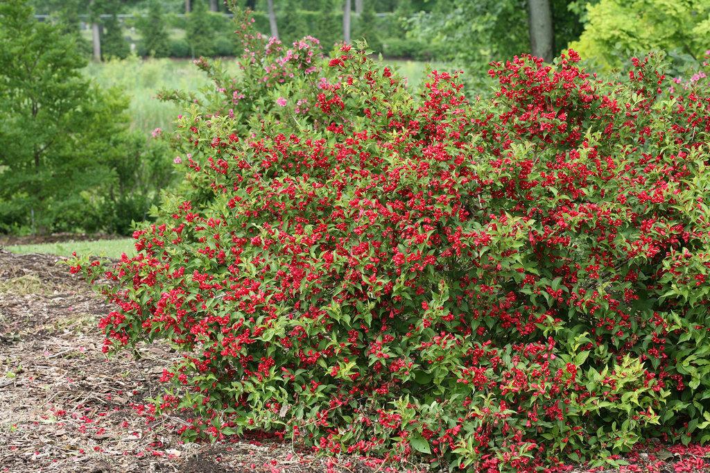 Weigela Florida Sonic Bloom Red - View 2 from www redcrocus com