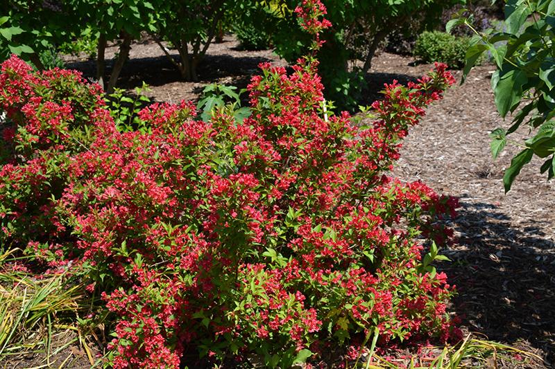 Weigela Florida Sonic Bloom Red - View 3 from www redcrocus com