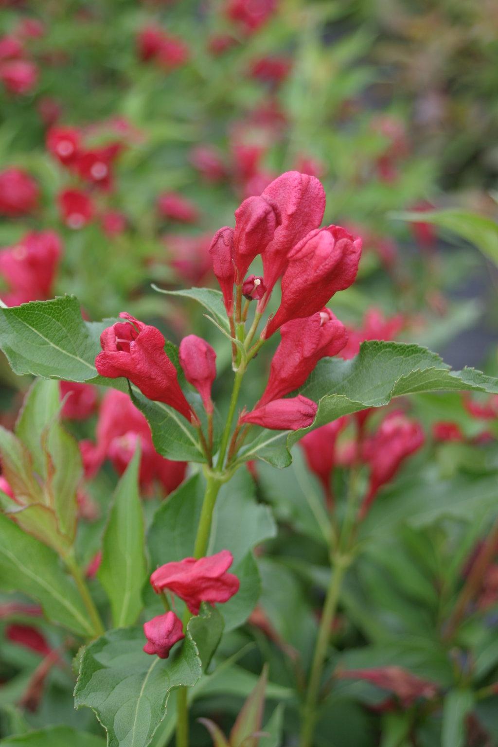 Weigela Florida Sonic Bloom Red - View 4 from www redcrocus com