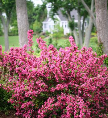 Weigela Florida Sonic Bloom Red - View 5 from www redcrocus com