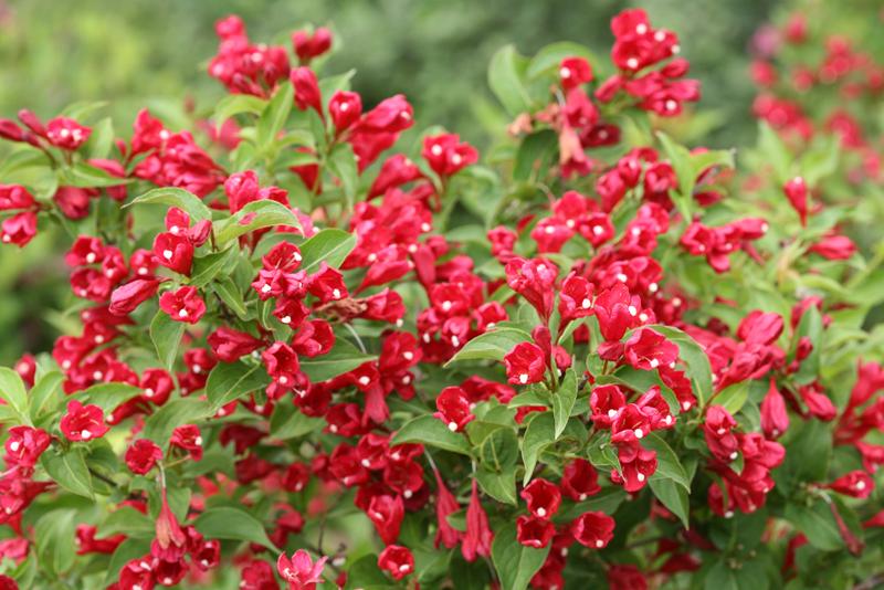 Weigela Florida Sonic Bloom Red - View 8 from www redcrocus com