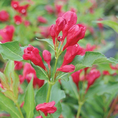 Weigela Florida Sonic Bloom Red - View 9 from www redcrocus com