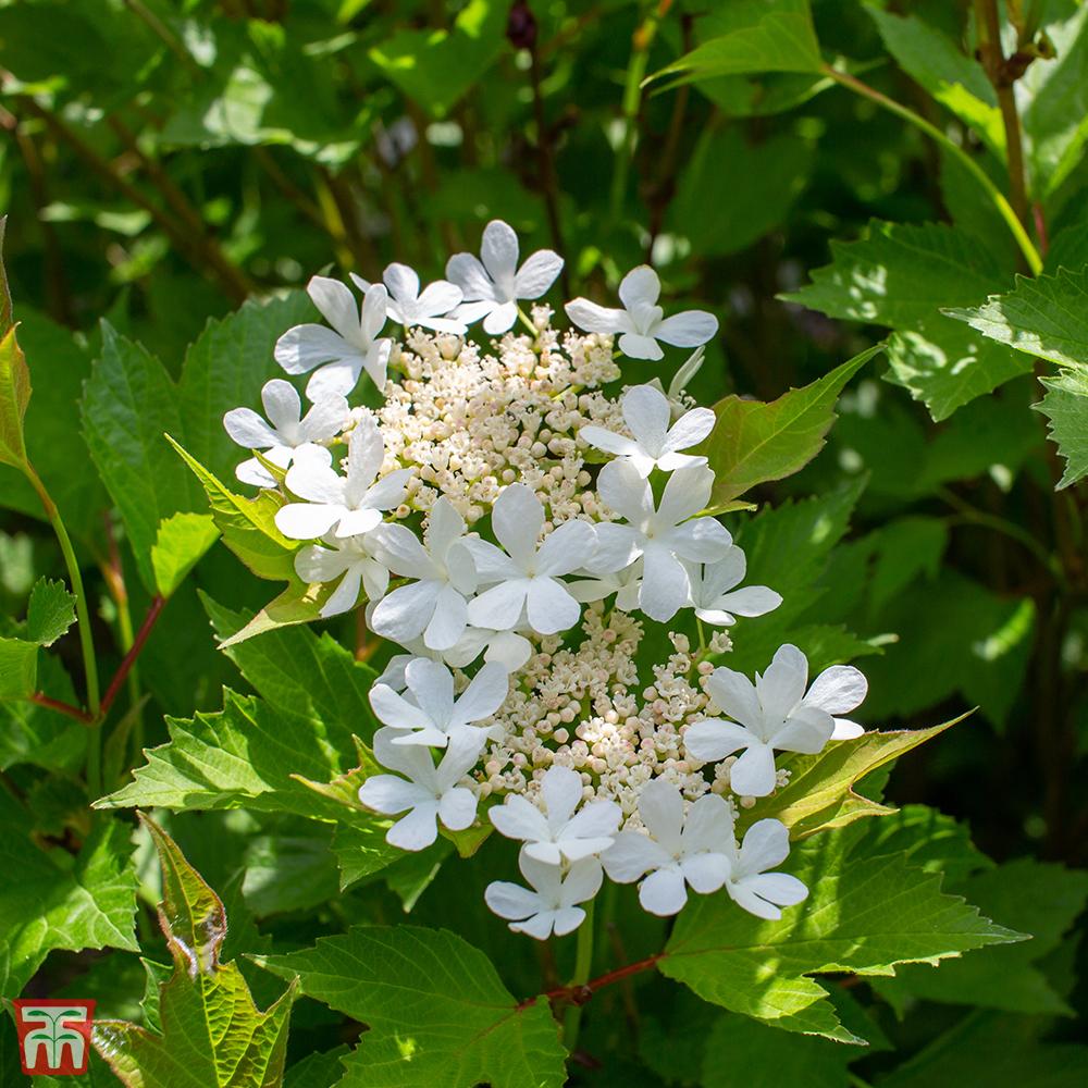 Viburnum Trilobum - View 10 from www redcrocus com