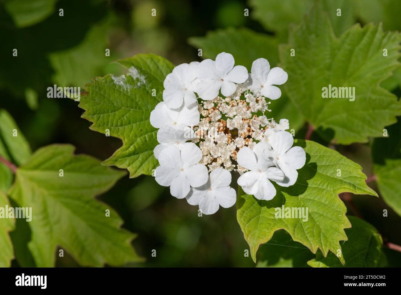 Viburnum Trilobum - View 16 from www redcrocus com