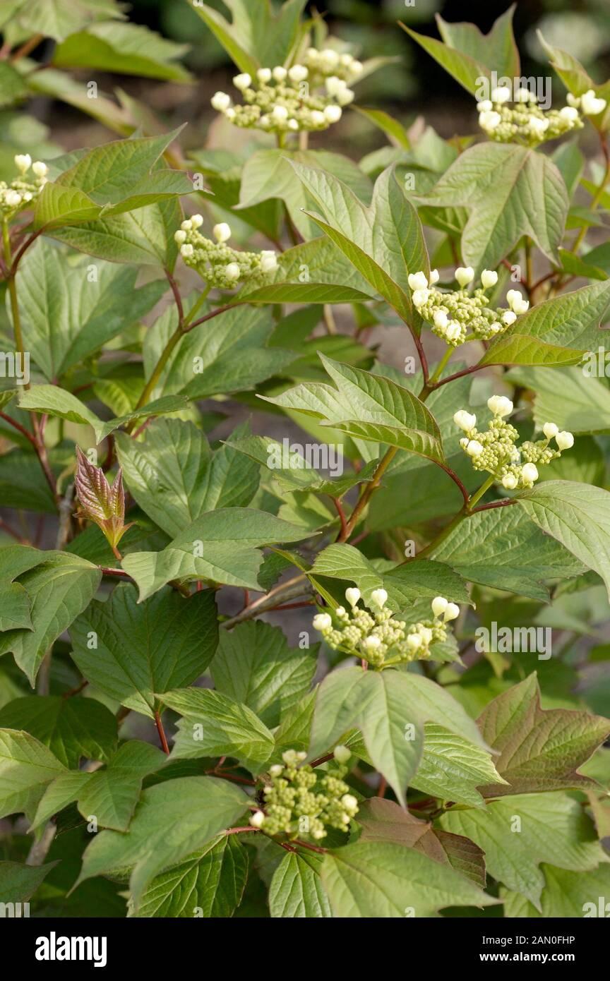 Viburnum Trilobum - View 17 from www redcrocus com