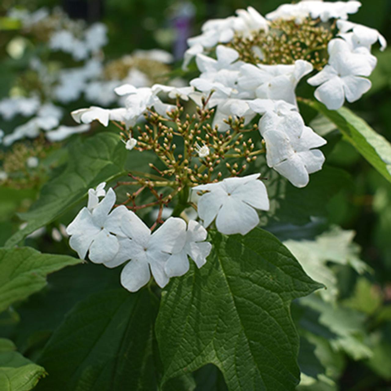 Viburnum Trilobum - View 18 from www redcrocus com